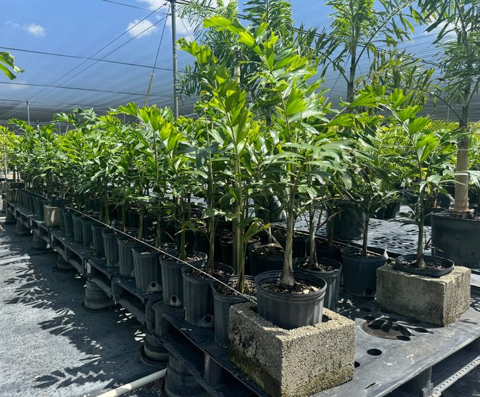 Foxtail Palm Single, Wodyetia bifurcata
in a 2gal