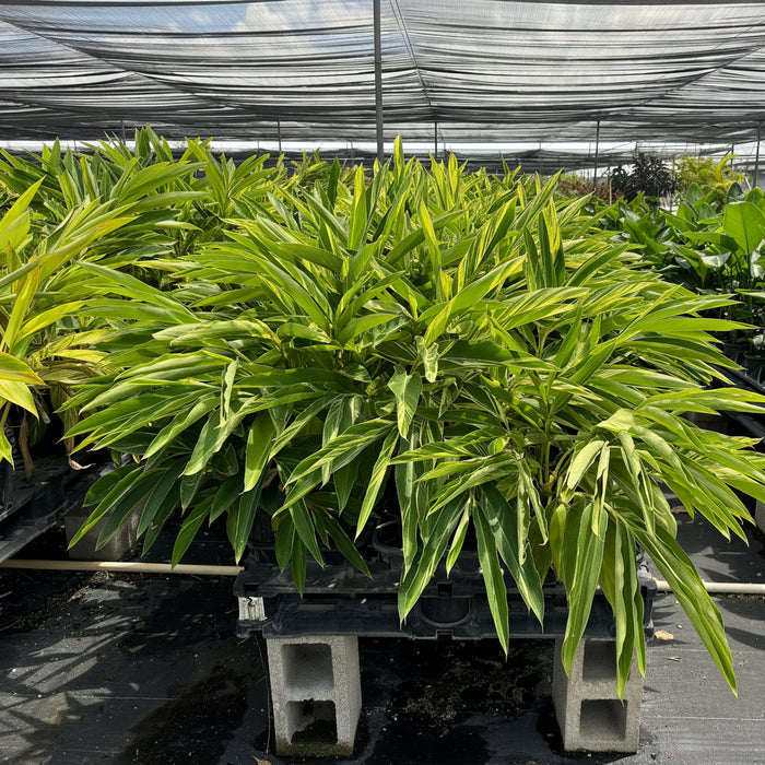 A large variegated shell ginger plant with green and yellow leaves, growing in a black nursery tray on a cinderblock stand inside a greenhouse under shade cloth.