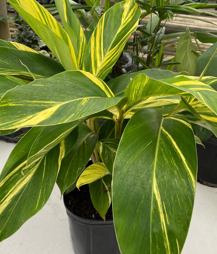 leaves of Ginger Shell Variegated, Live Tropical Prayer Plant