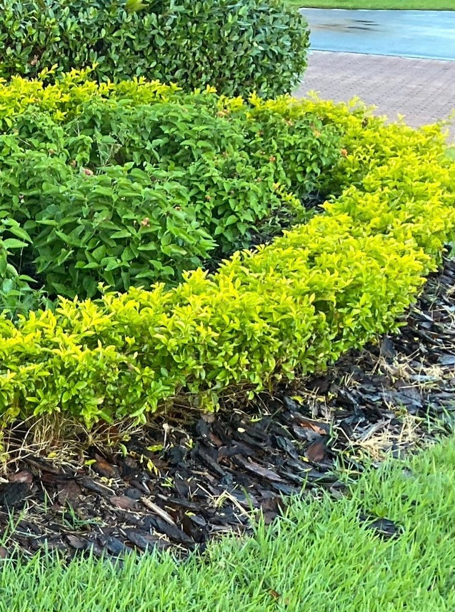 Gold Mound, Duranta Erecta Shrub planted hedge