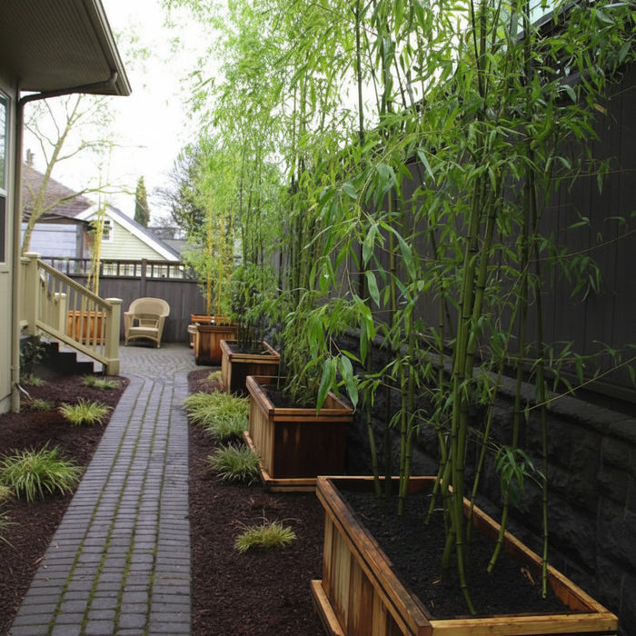 Golden Goddess Bamboo, Bambusa multiplex