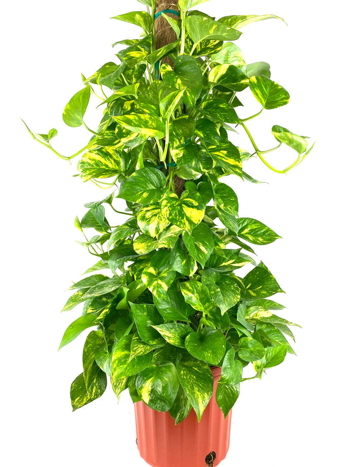 Golden Pothos in Trellis, Epipremnum Aureum in a pot