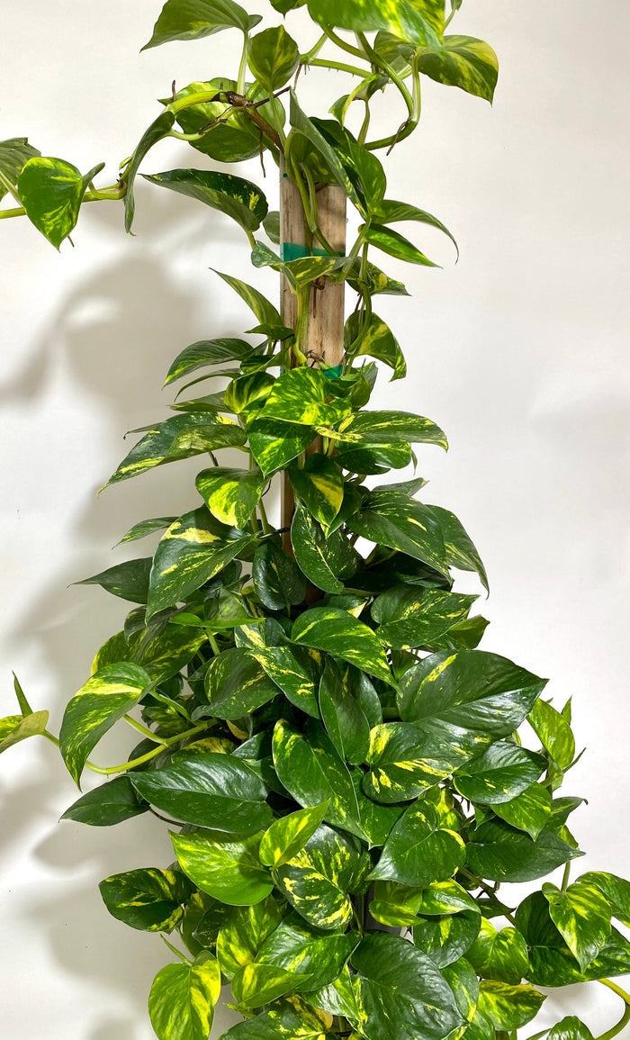 Golden Pothos in Trellis, Epipremnum Aureum close view