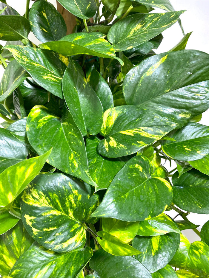 Golden Pothos in Trellis, Epipremnum Aureum leaves view