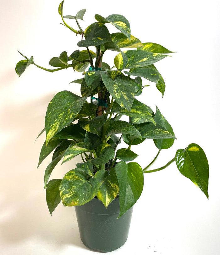 6in Pot, 17-20in