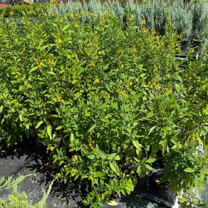 A close-up view of a lush green shrub featuring vibrant green leaves and clusters of small, bright yellow flowers illuminated by sunlight