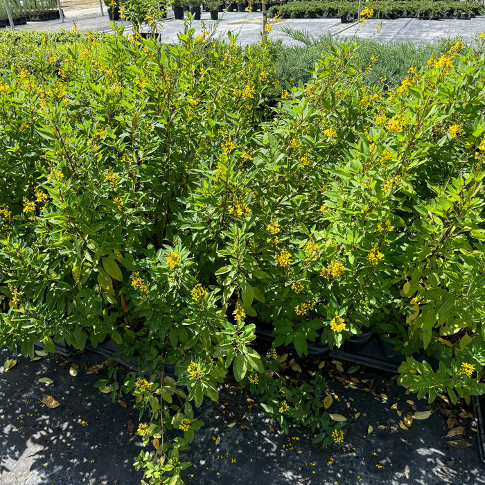 A close-up view of a lush green shrub featuring vibrant green leaves and clusters of small, bright yellow flowers illuminated by sunlight
