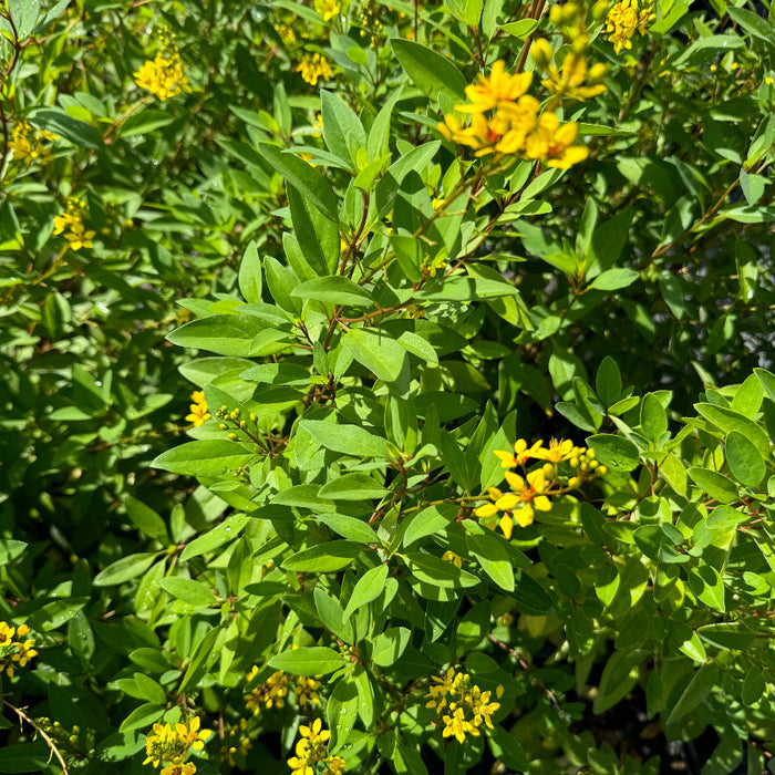 A close-up view of a lush green shrub featuring vibrant green leaves and clusters of small, bright yellow flowers illuminated by sunlight