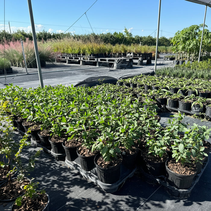 Golden Thryallis, Shower of Gold Flowering Shrub in 6in pot in trays