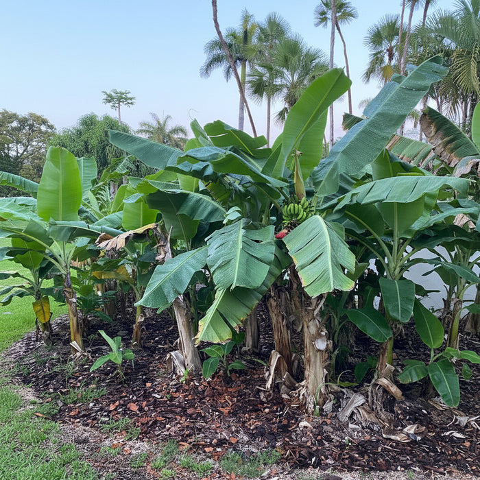 A lush Ice Cream Banana Tree  showcasing its large, tropical green leaves and thick trunk growing outdoors in a sunny landscape.
