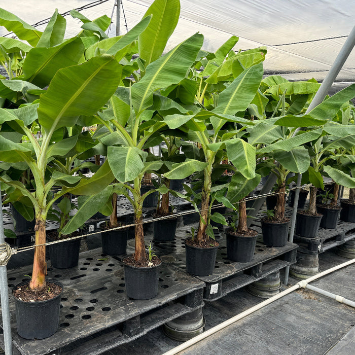 Mature Cold Hardy Banana Fruit Tree in a 5gal black pot