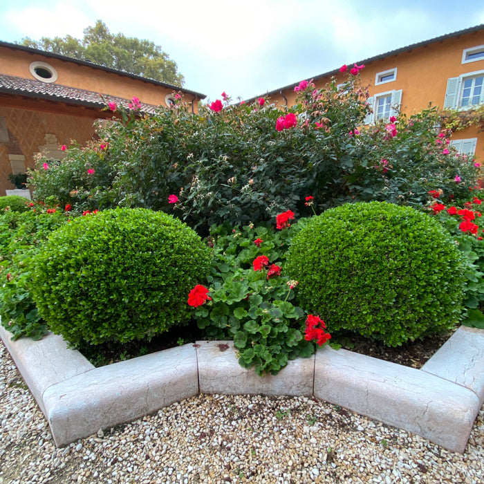 Green Mountain Boxwood Shrub, Mature Plant planted in garden.