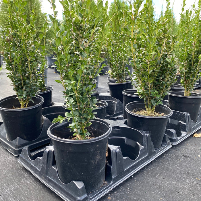 Green Mountain Boxwood Shrub, Located in the Nursery 1gal pot