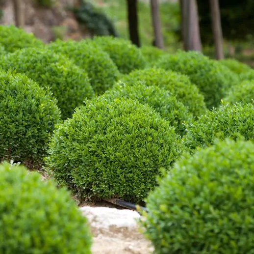 Green Mountain Boxwood Shrub, Mature Plant planted in garden.