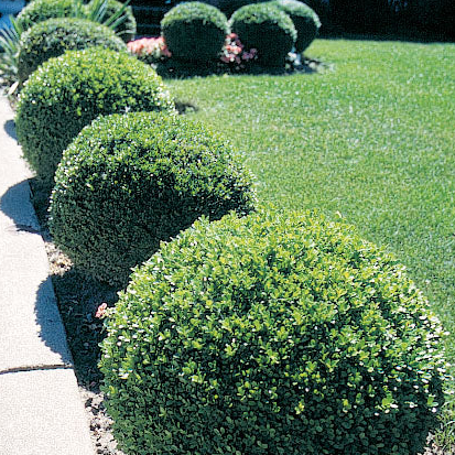 Green Mountain Boxwood Shrub, Mature Plant planted in garden.