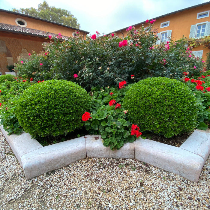 A Green Mountain American Boxwood shrub with dark green leaves, arranged in a round shape, showcasing its dense and compact growth habit, located in a garden setting.
