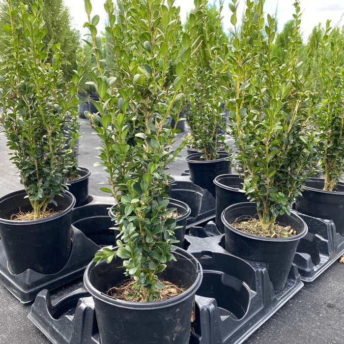 Green Mountain Boxwood Shrub, Located in the Nursery 1gal pot