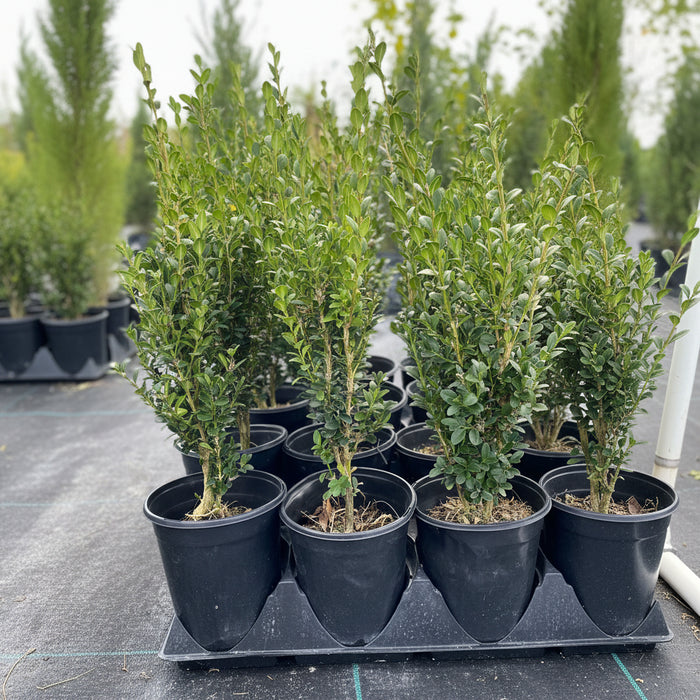 Green Mountain Boxwood Shrub, Located in the Nursery 1gal pot