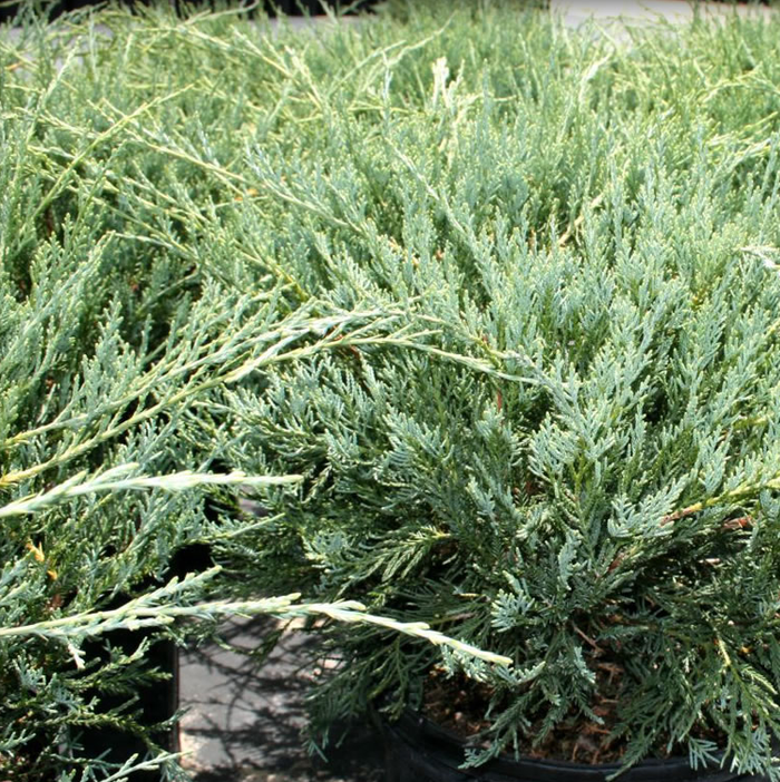 Grey Owl Juniper Shrub close up