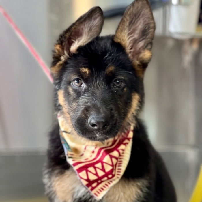 African Dog Bandana
