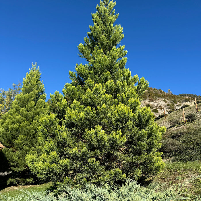 Hetzii green Columnar Juniper Tall green pine tree against a clear blue sky