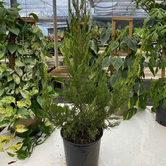Hetzii Green Columnar Juniper