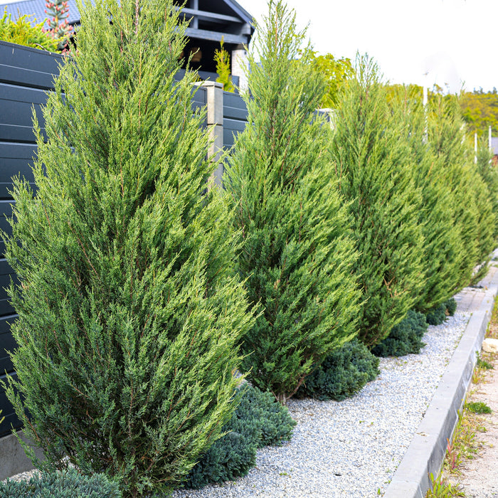 Hetzii Green Columnar Juniper planted in the ground in a row