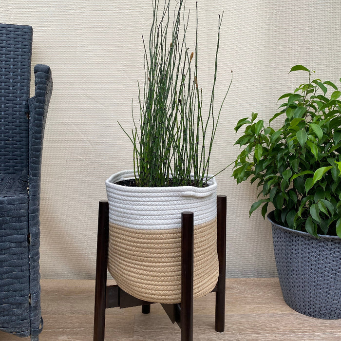 Horsetail reed bamboo grass Potted plant on a stand with a textured wall and chair in the background