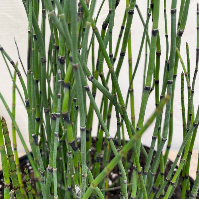 Horsetail reed bamboo grass Potted plant on a stand with a textured wall and chair in the background