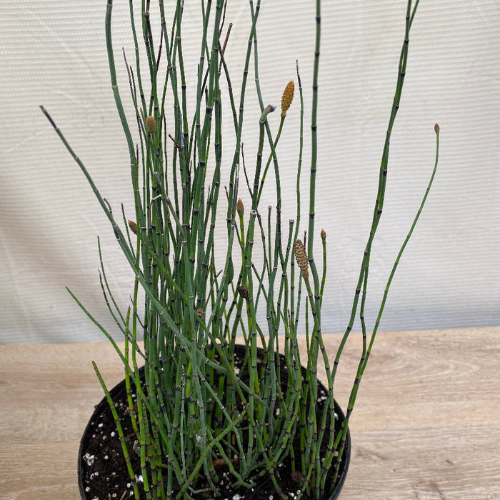 Horsetail reed bamboo grass Potted plant on a stand with a textured wall and chair in the background