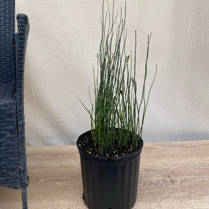 Horsetail reed bamboo grass Potted plant on a stand with a textured wall and chair in the background