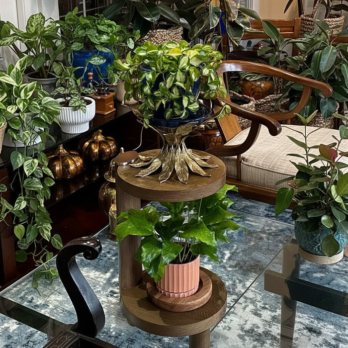 A two-tiered wooden plant stand indoors over a patterned rug, displaying a variegated Hoya carnosa Tricolor in a dark blue pot