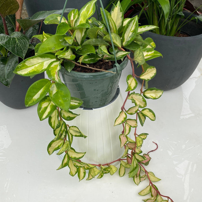 Hoya Tri-color Variegata in Hanging Basket