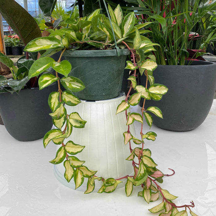 Hoya Tri-color Variegata in Hanging Basket in a green pot