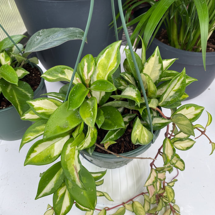 upper view of Hoya Tri-color Variegata in Hanging Basket