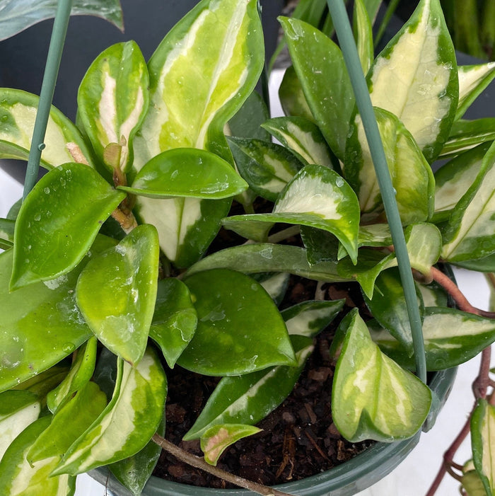 Hoya carnosa 'Tricolor' with variegated cream, pink, and green waxy leaves, growing in a hanging nursery pot