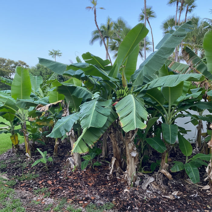 A lush Ice Cream Banana Tree  showcasing its large, tropical green leaves and thick trunk growing outdoors in a sunny landscape.