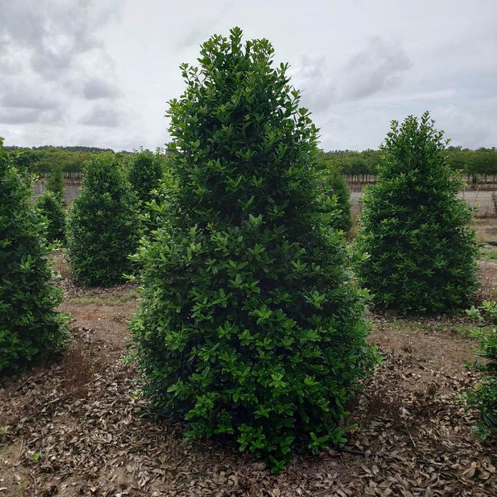 Ilex Nellie Stevens Holly Shrub Fully Grown planted in garden.