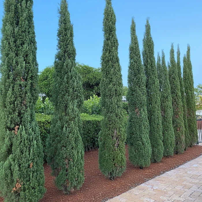 Large Italian Cypress, Mediterranean Cypress Planted to Line a Driveway