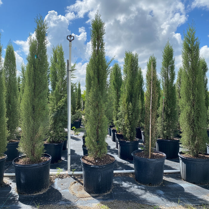 Large Size Italian Cypress, Mediterranean Cypress Planted in Nursery Pot 5gal