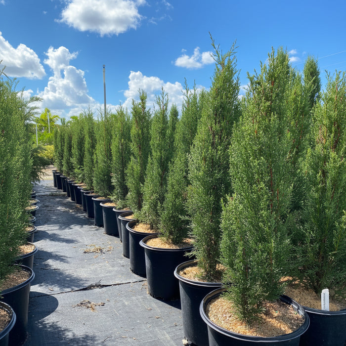 Medium Size Italian Cypress, Mediterranean Cypress Planted in Nursery Pot 2gal