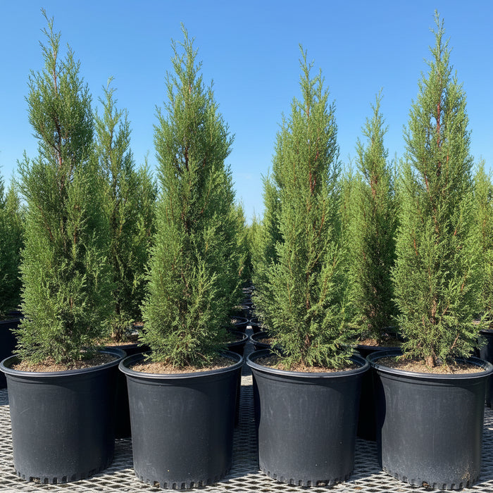 Medium Size Italian Cypress, Mediterranean Cypress Planted in Nursery Pot 2gal