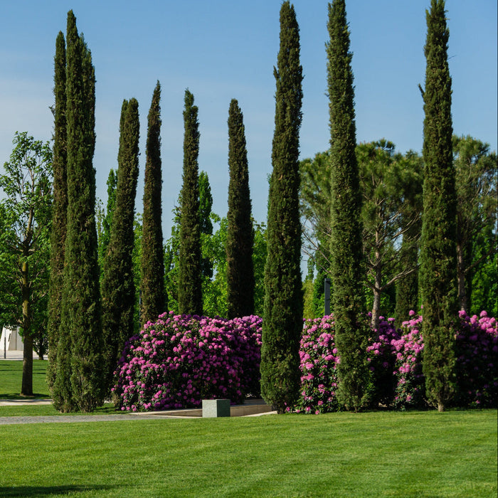 Large Size Italian Cypress, Mediterranean Cypress Planted in Garden