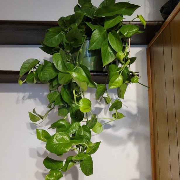 Jade Pothos in Hanging Basket, Epipremnum Aureum Jade inside house