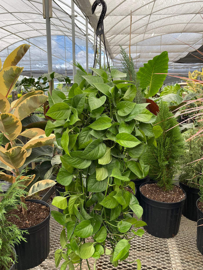Jade Pothos in Hanging Basket, Epipremnum Aureum Jade outside in a nursery