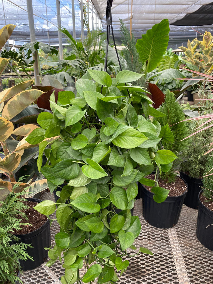 front view of leaves of Jade Pothos in Hanging Basket, Epipremnum Aureum Jade