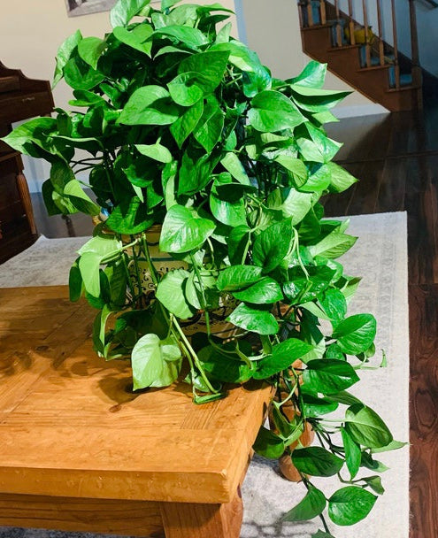Jade Pothos in Hanging Basket, Epipremnum Aureum Jade on a table