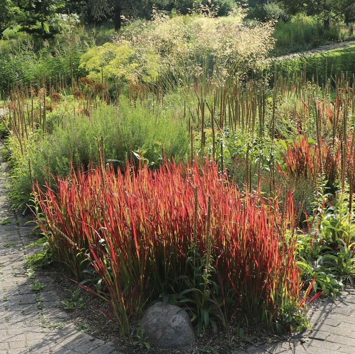 Red Baron Japanese Blood Grass Garden with red and green plants along a paved path