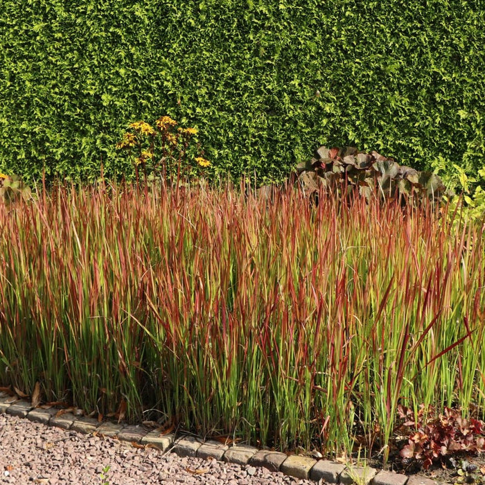 Red Baron Japanese Blood Grass Garden with red and green plants along a paved path