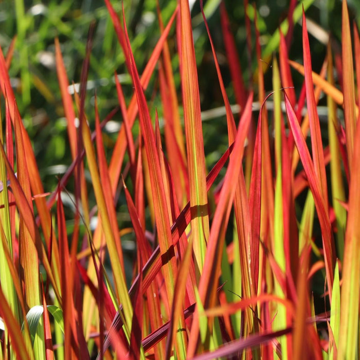 Red Baron Japanese Blood Grass Garden with red and green plants along a paved path